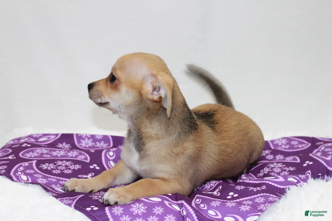 Chihuahua dogs for sale: Chihuahua 4 - Ad 1