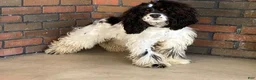 Cockapoo dogs for sale: Boston - Ad 6