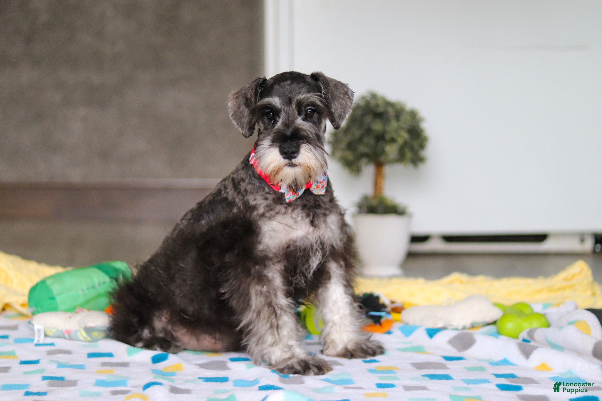 Miniature Schnauzer dogs Layla - Ad 2