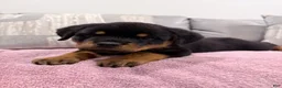 Rottweiler dogs for sale: Rottweiler Puppy 1 - Ad 5