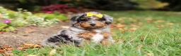 Mini Bernedoodle dogs for sale: Billie - Ad 7