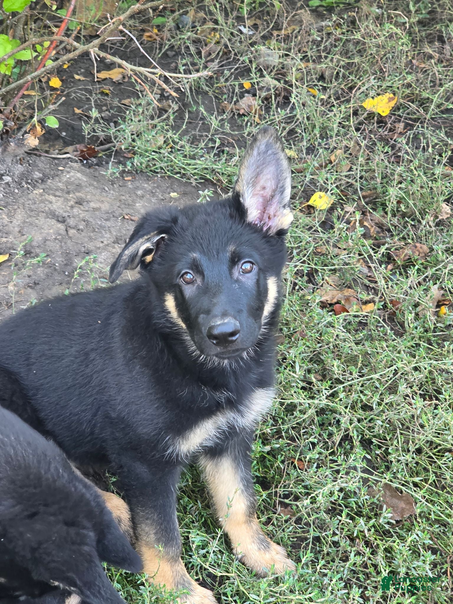 German Shepherd dogs for sale: Sady - Ad 2