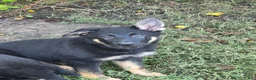 German Shepherd dogs for sale: Sady - Ad 1