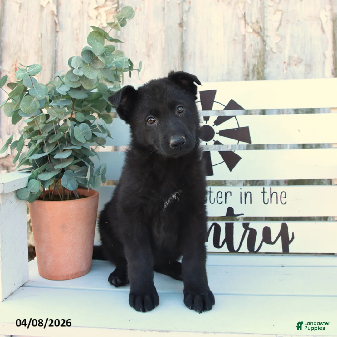 German Shepherd dogs for sale: Chloe - Ad 1