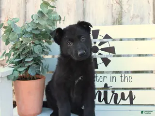 German Shepherd dogs for sale: Chloe - Ad 1
