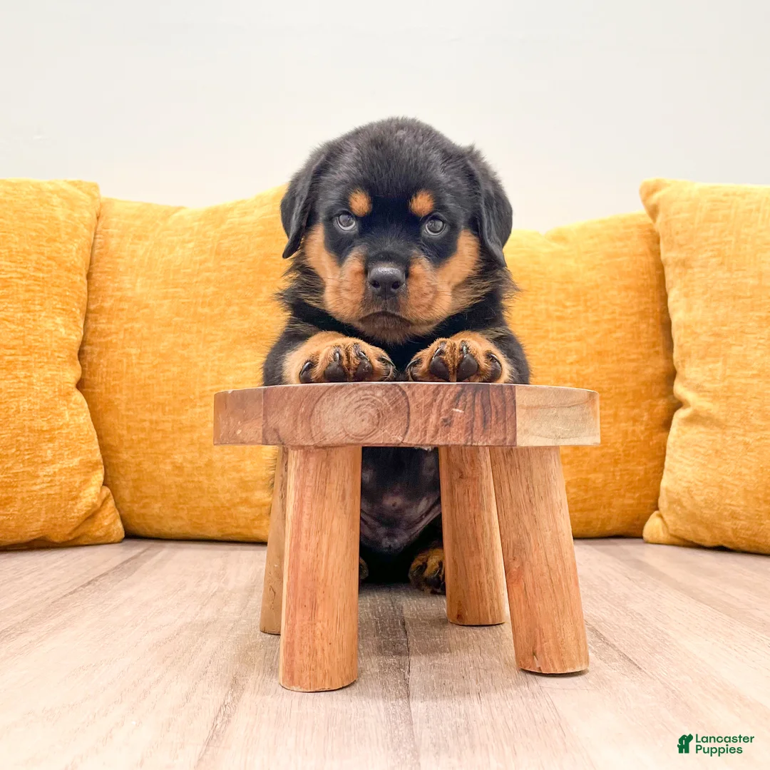 Rottweiler dogs for sale: Reed - Ad 2