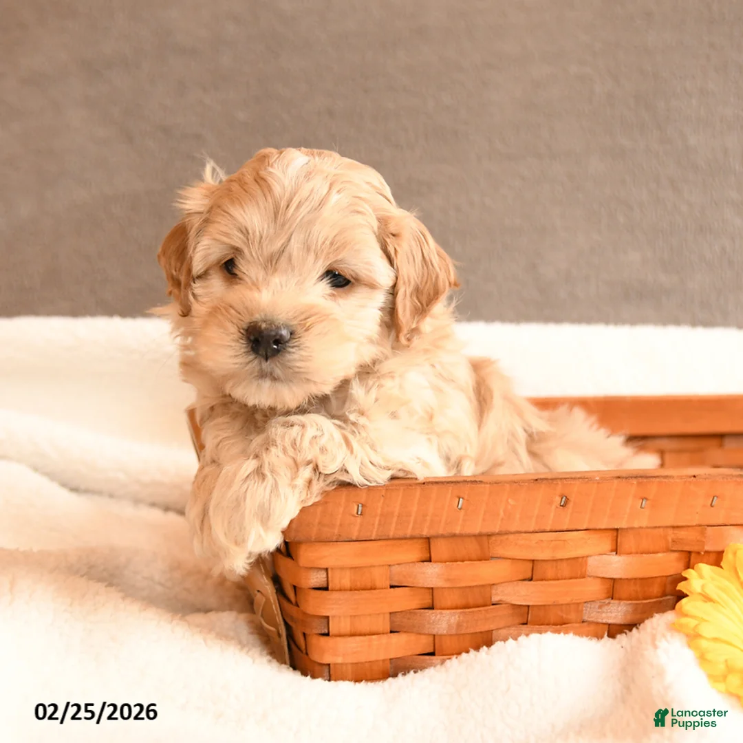 Cockapoo dogs for sale: Pal  - Ad 2