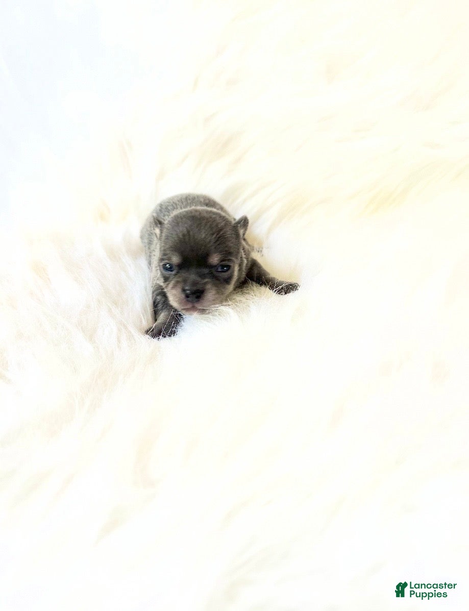 Chihuahua dogs AKC Tiny Stormie - Ad 6