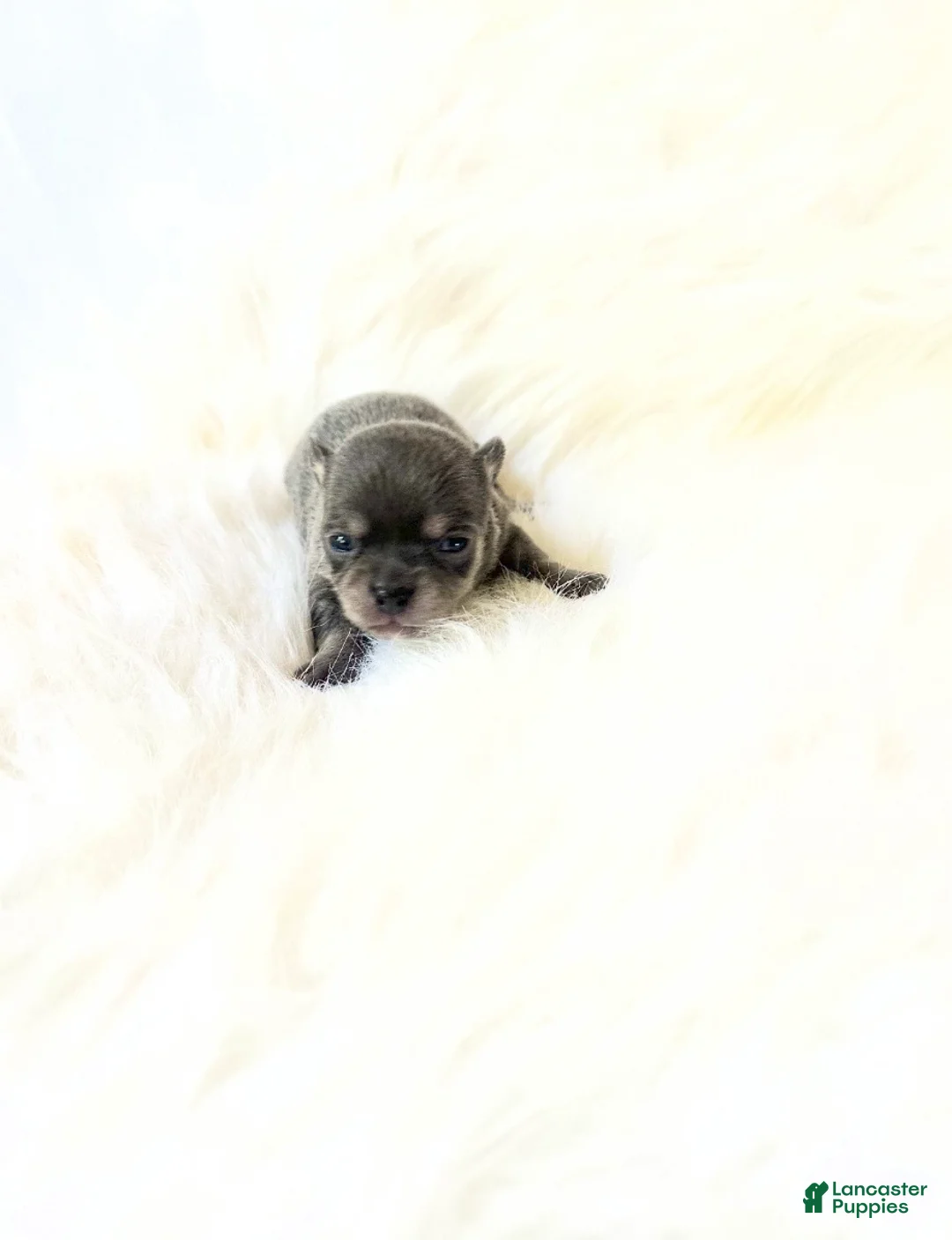 Chihuahua dogs for sale: AKC Tiny Stormie - Ad 1