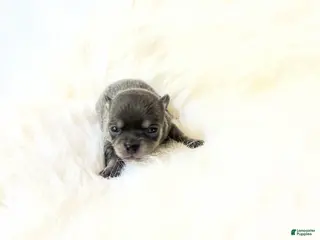 Chihuahua dogs AKC Tiny Stormie - Ad 10