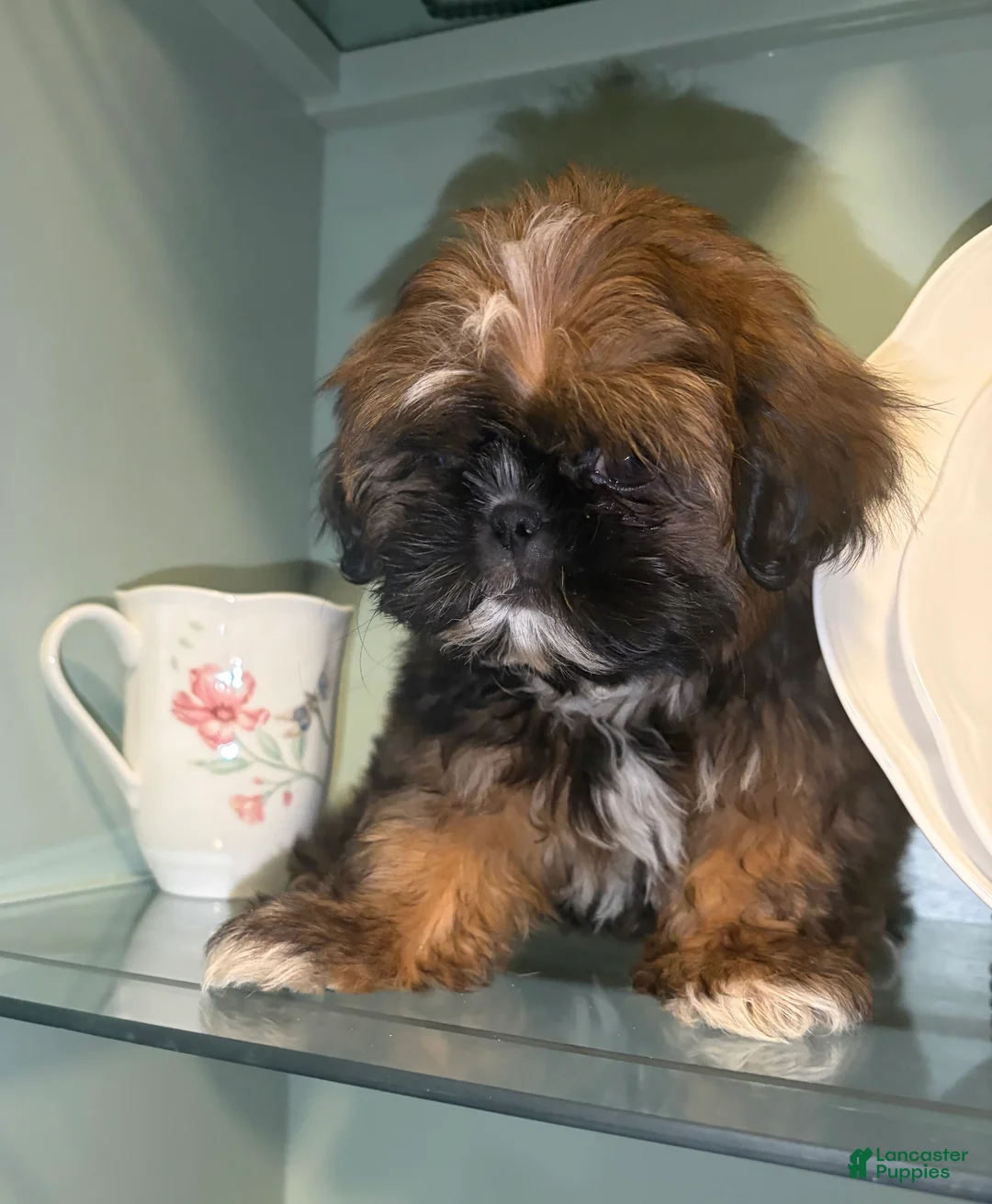 Shih Tzu dogs for sale: Scuttle - Ad 2