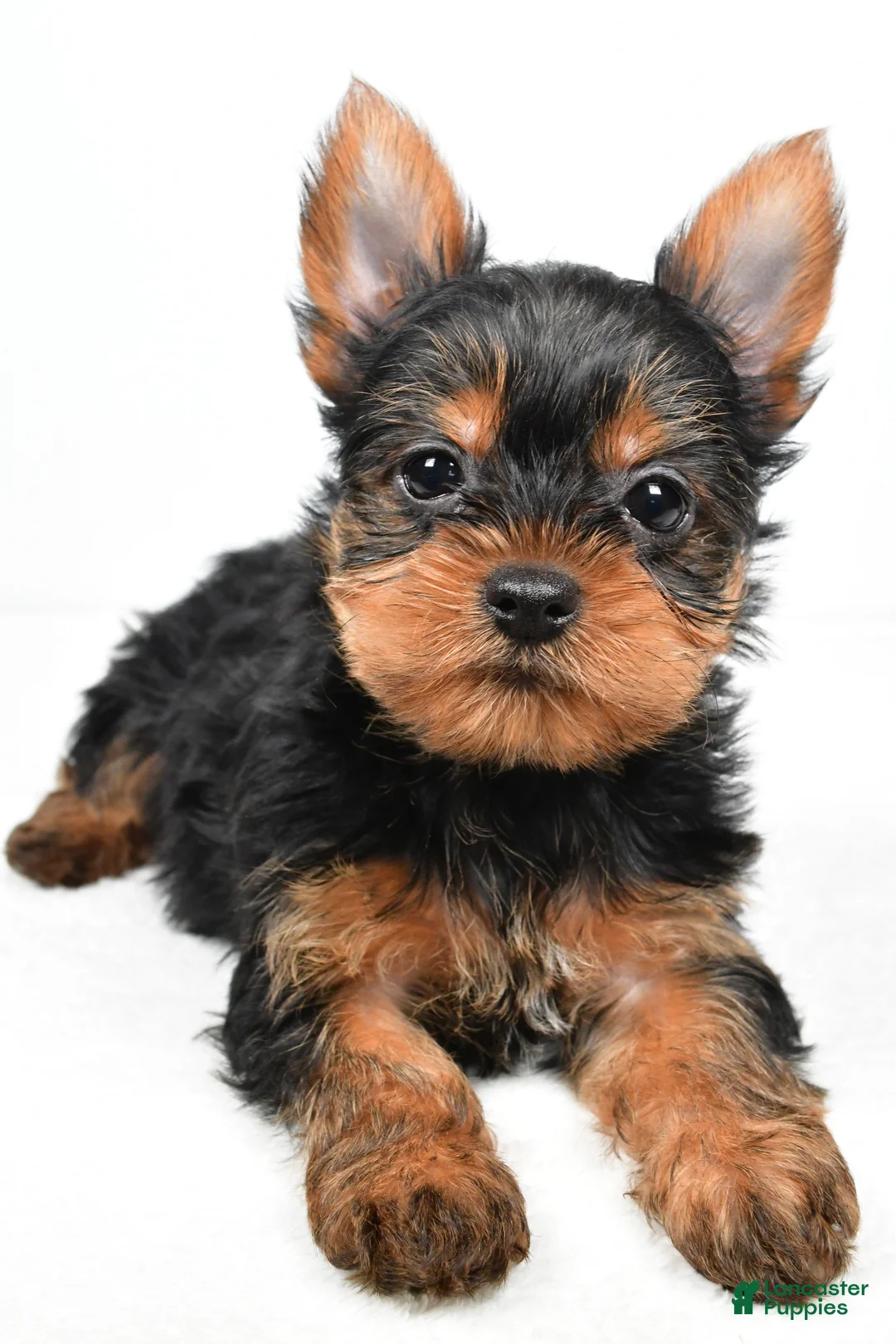 Yorkshire Terrier dogs for sale: Hannah - Ad 4