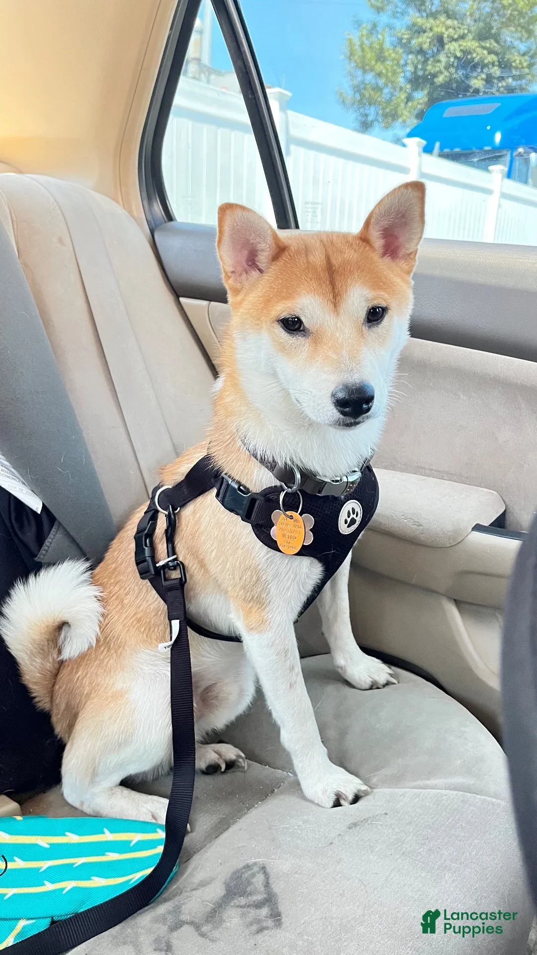 Shiba Inu dogs for stud: Shiba Inu  - Ad 2