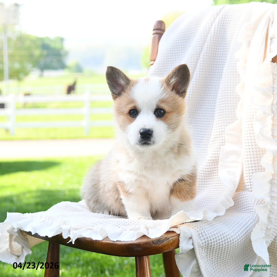Welsh Corgi Pembroke dogs for sale: Duke - Ad 2