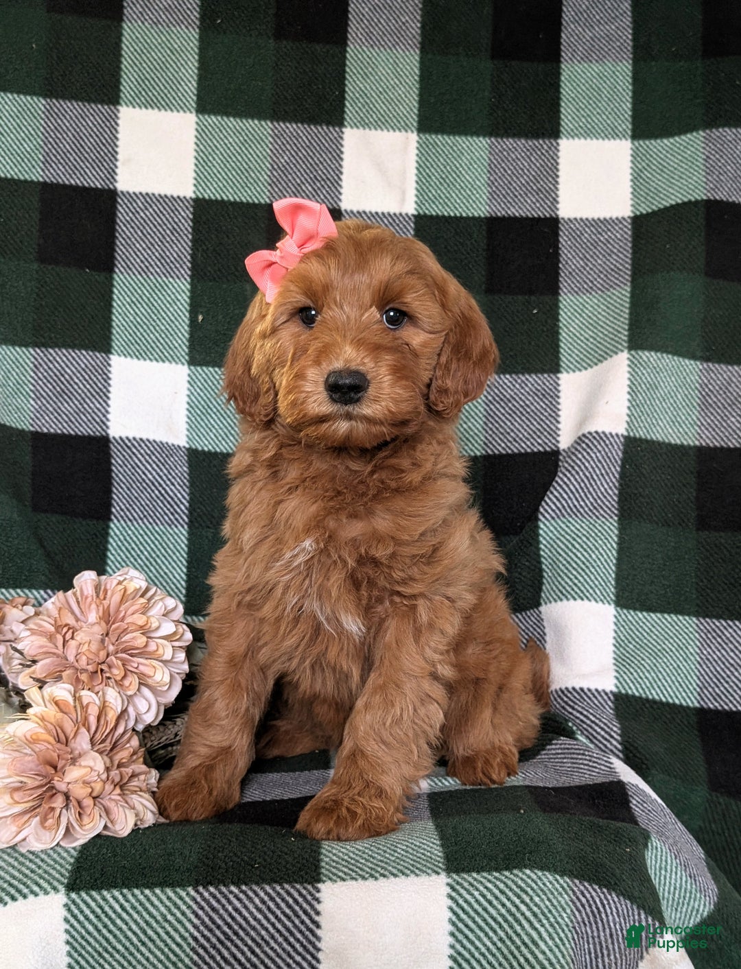 Mini Goldendoodle dogs for sale: Anabelle Hypoallergenic - Ad 2