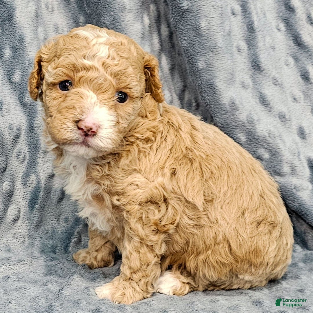 Standard Poodle dogs for sale: Cactus - Ad 3