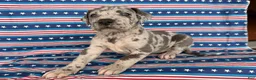 Great Dane dogs for sale: Petunia Great Dane  - Ad 4