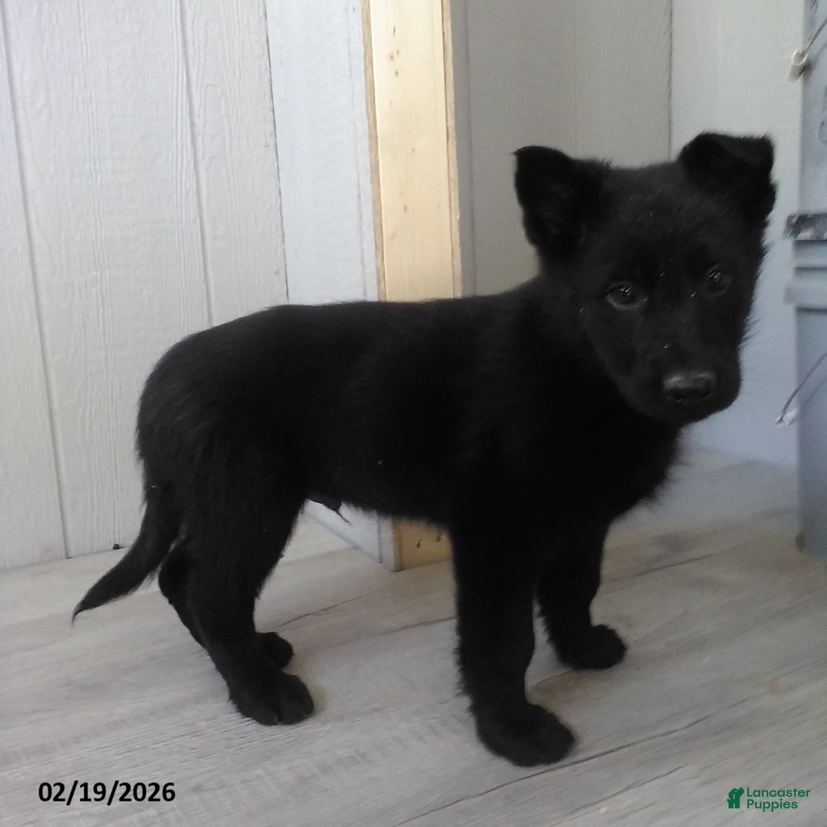 German Shepherd dogs Lucas - Ad 2