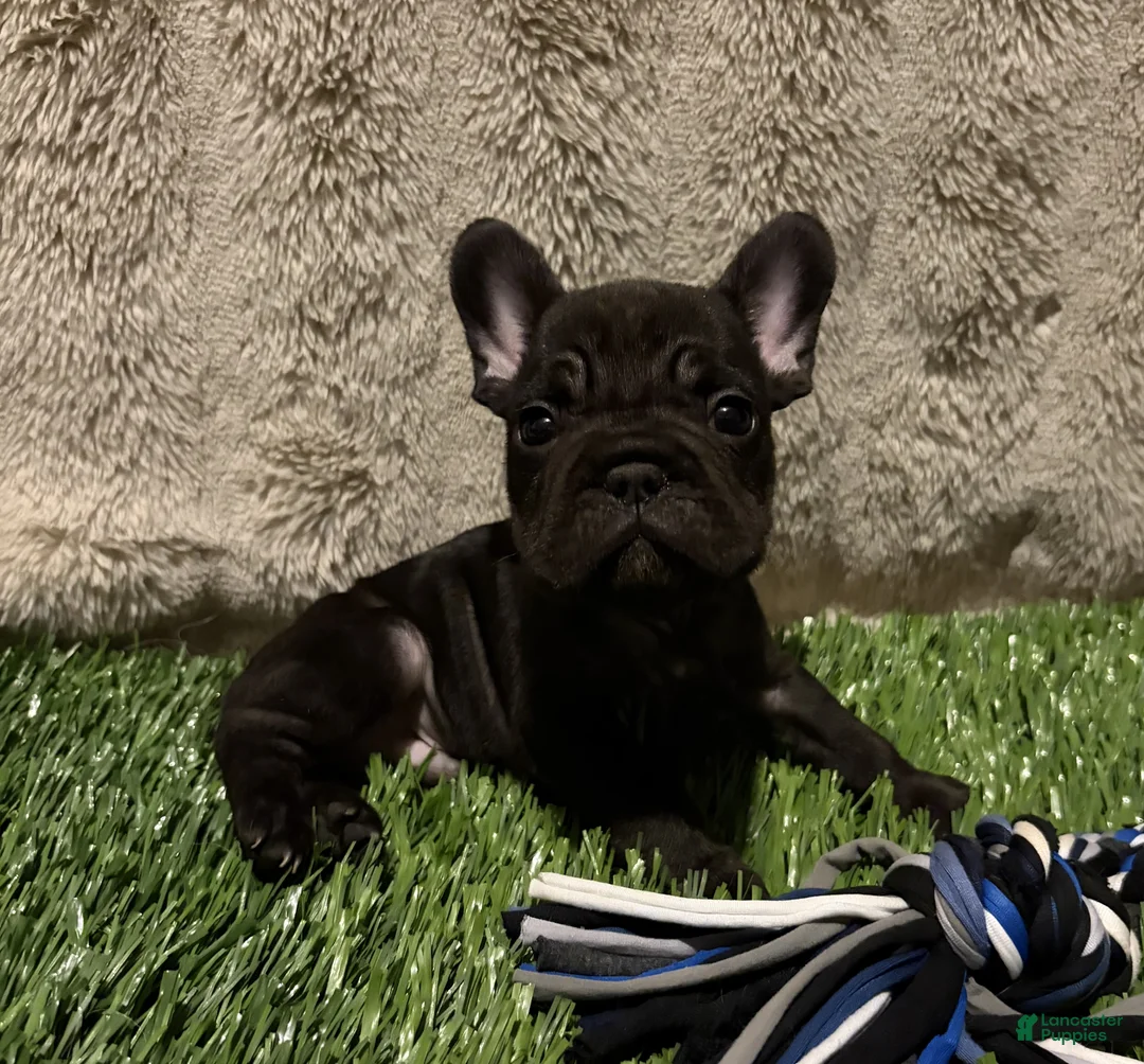 French Bulldog dogs for sale: Vader - Ad 1