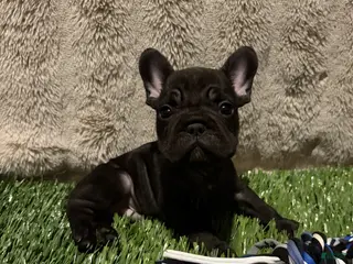 French Bulldog dogs Vader - Ad 5