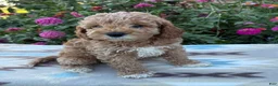 Cockapoo dogs for sale: Riley - Ad 5