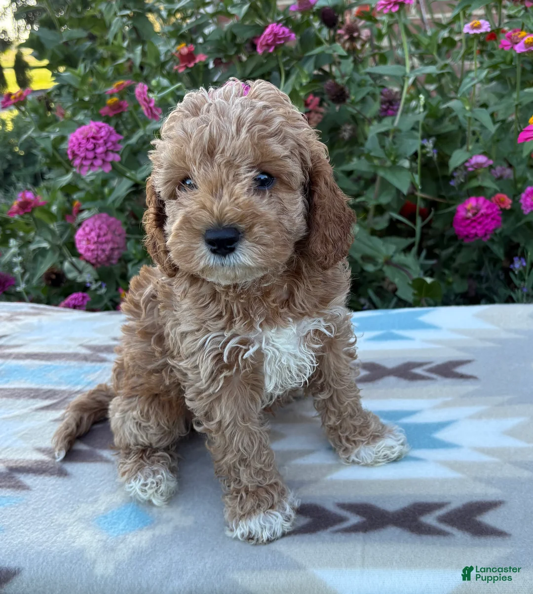 Cockapoo dogs for sale: Riley - Ad 5