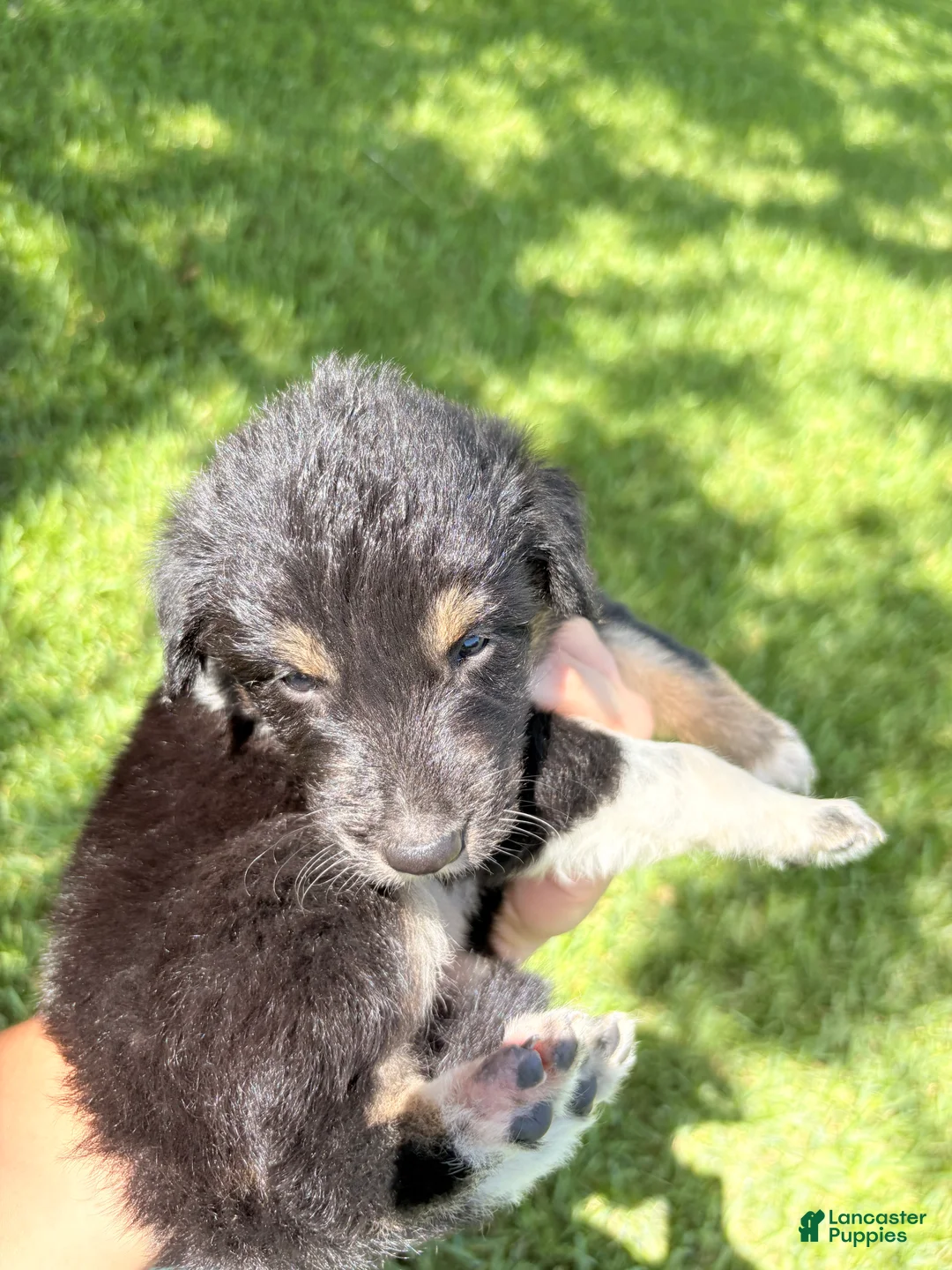Mixed Breed dogs for sale: Saide  - Ad 2