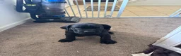 Cane Corso dogs for sale:  Puppy 1 - Ad 3
