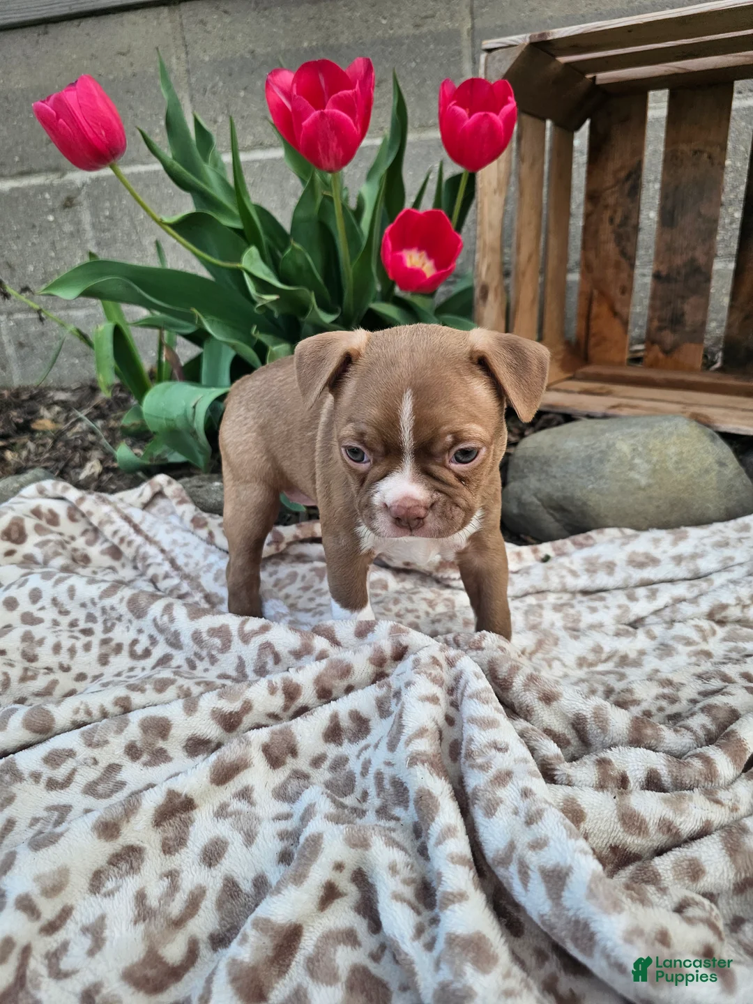 Boston Terrier dogs for sale: Bella - Ad 12