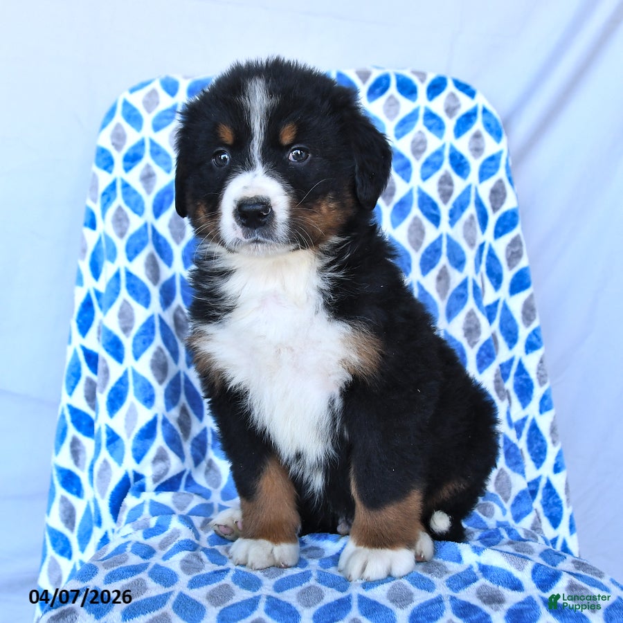 Bernese Mountain Dog dogs Jax - Ad 2