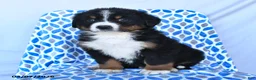 Bernese Mountain Dog dogs for sale: Jax - Ad 4