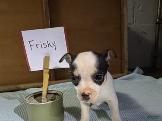 Chihuahua dogs Frisky - Ad 31