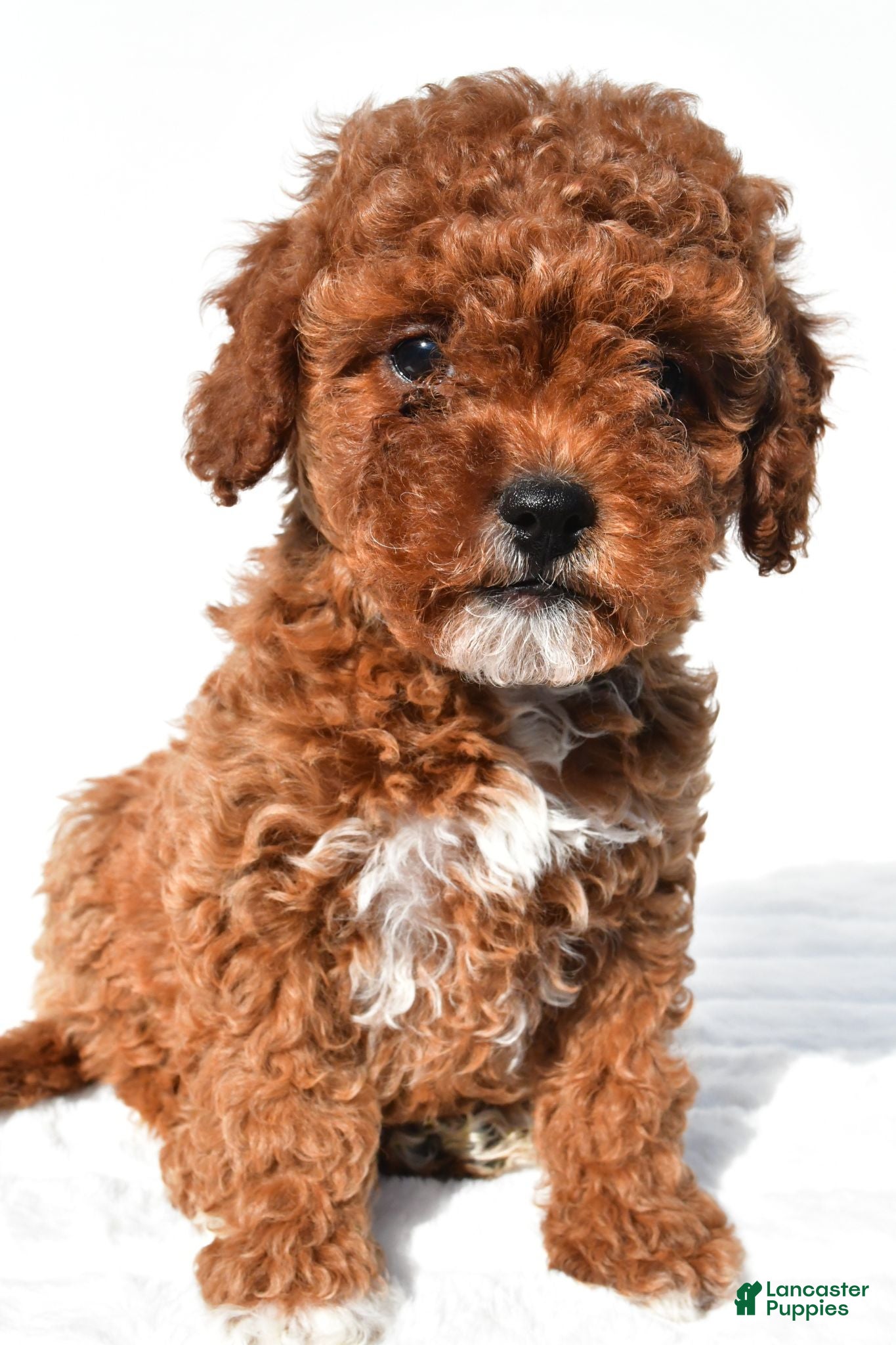 Cavapoo dogs Polly - Ad 1