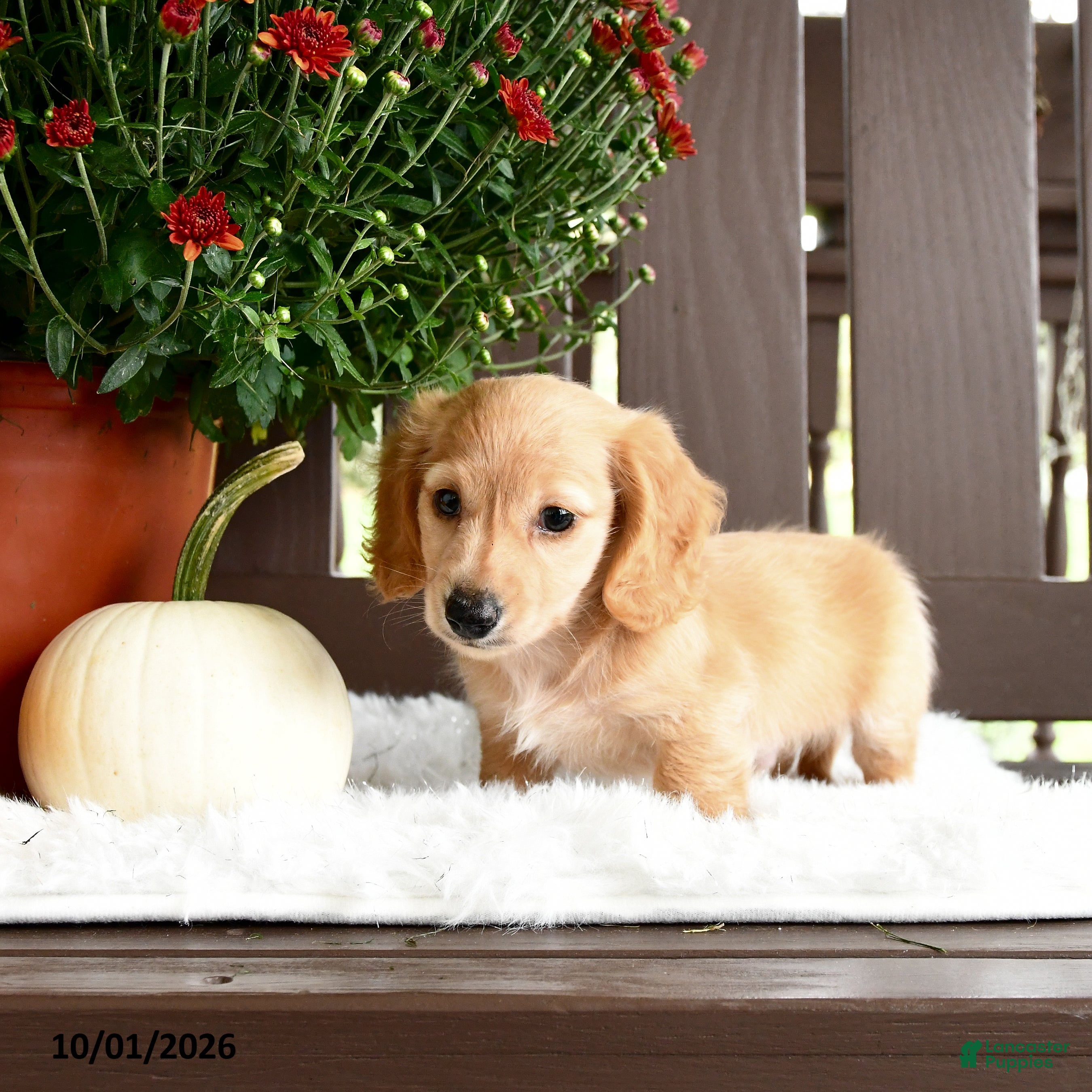 Miniature Dachshund dogs Ardy - Ad 1
