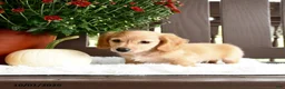 Miniature Dachshund dogs for sale: Ardy - Ad 1