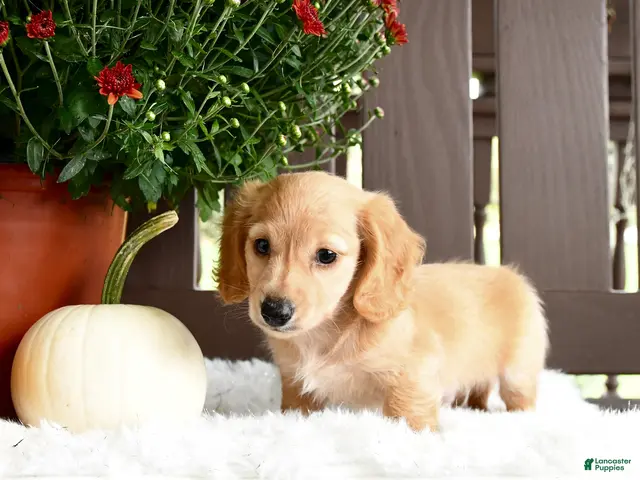 Miniature Dachshund dogs Ardy - Ad 1
