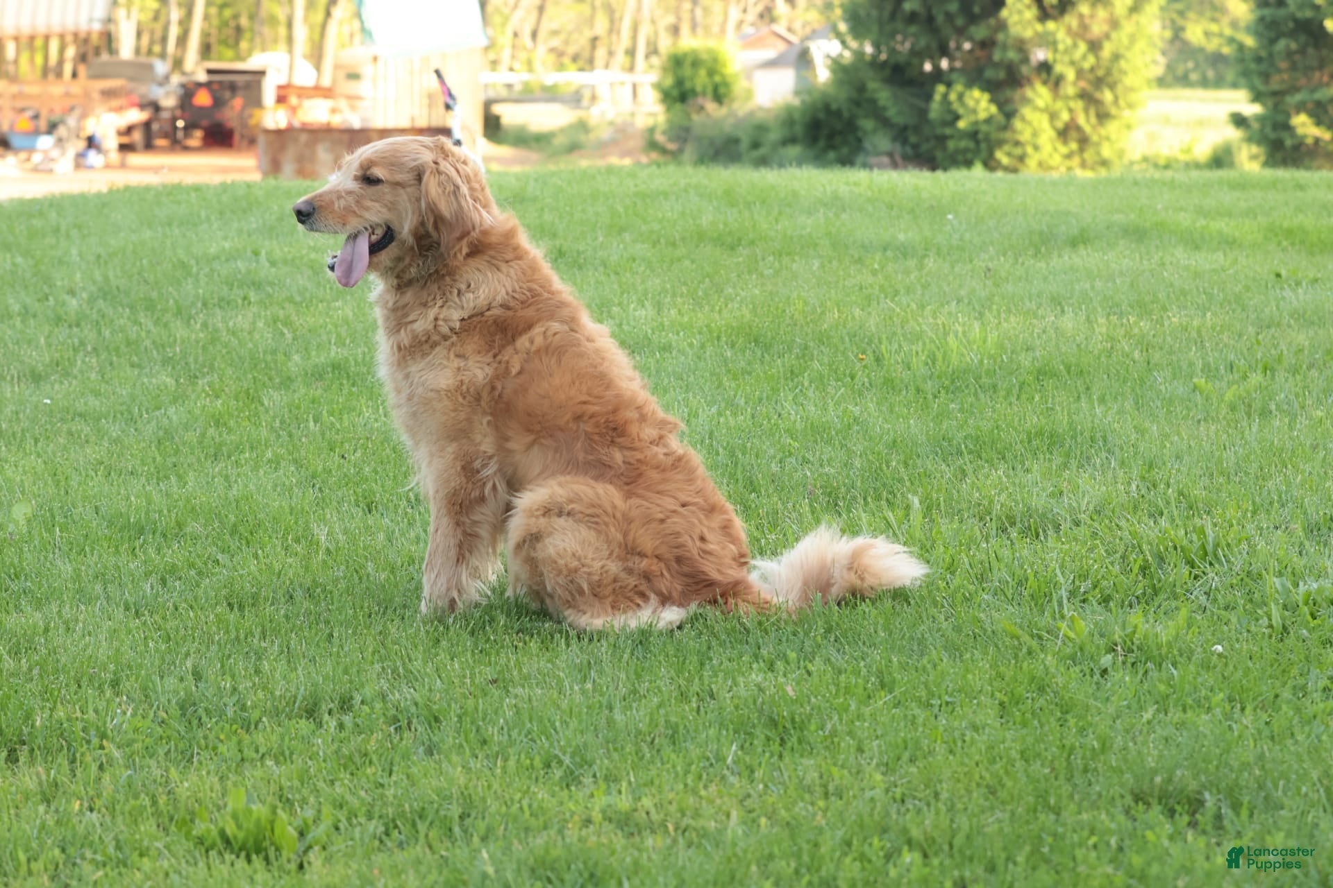 Goldendoodle dogs Belle - Ad 2