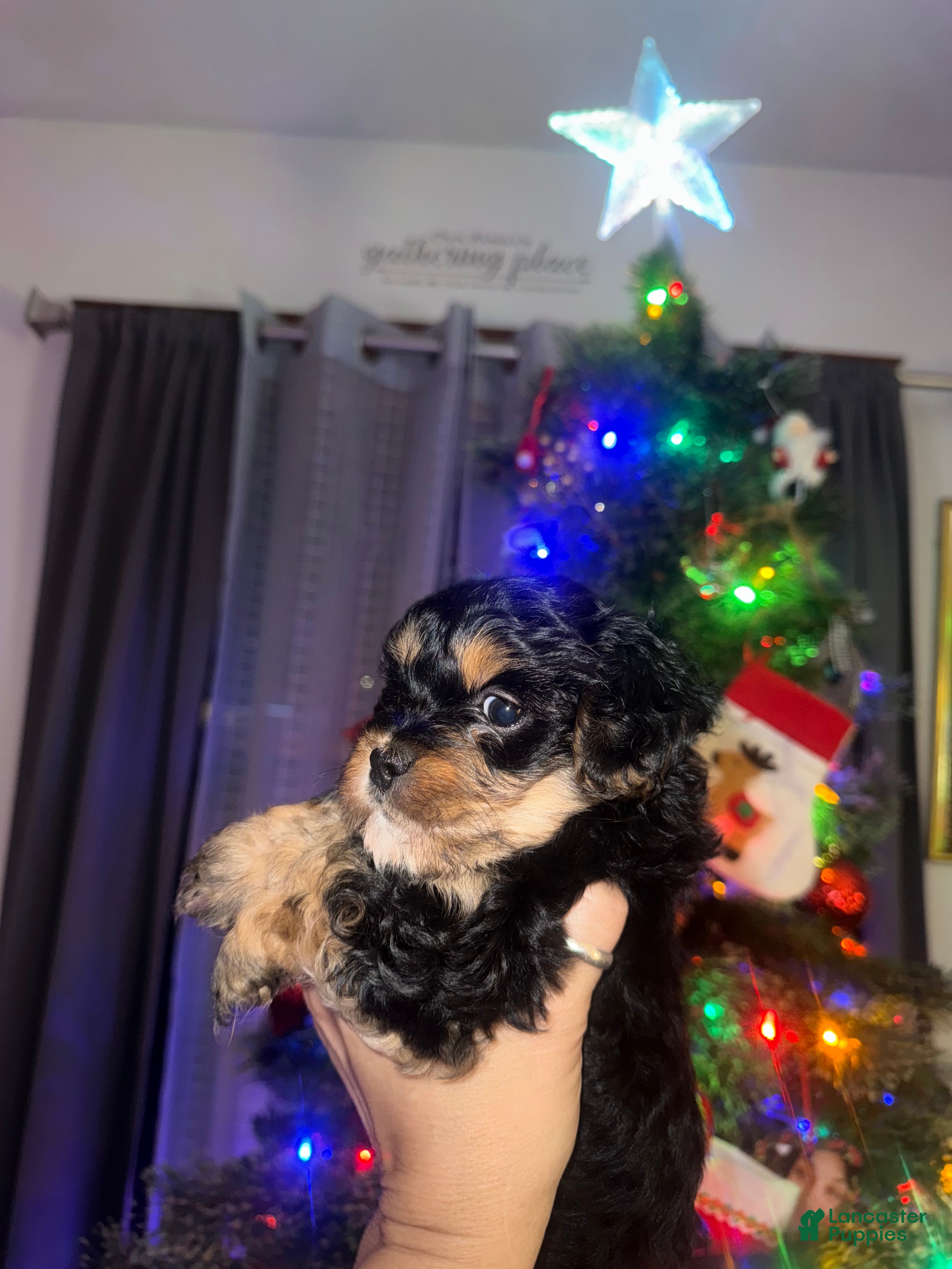 Mixed Breed dogs for sale: Snoopy - Ad 3