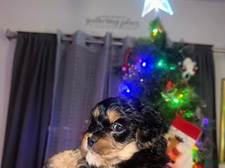 Mixed Breed dogs for sale: Snoopy - Ad 3