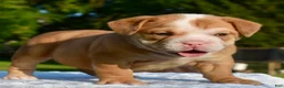 Mixed Breed dogs for sale: Tank hybrid bulldog puppy - Ad 17