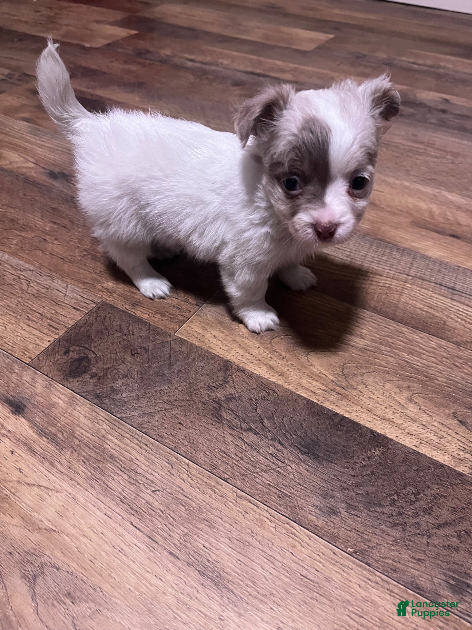 Chihuahua dogs for sale: Chihuahua 2 - Ad 2