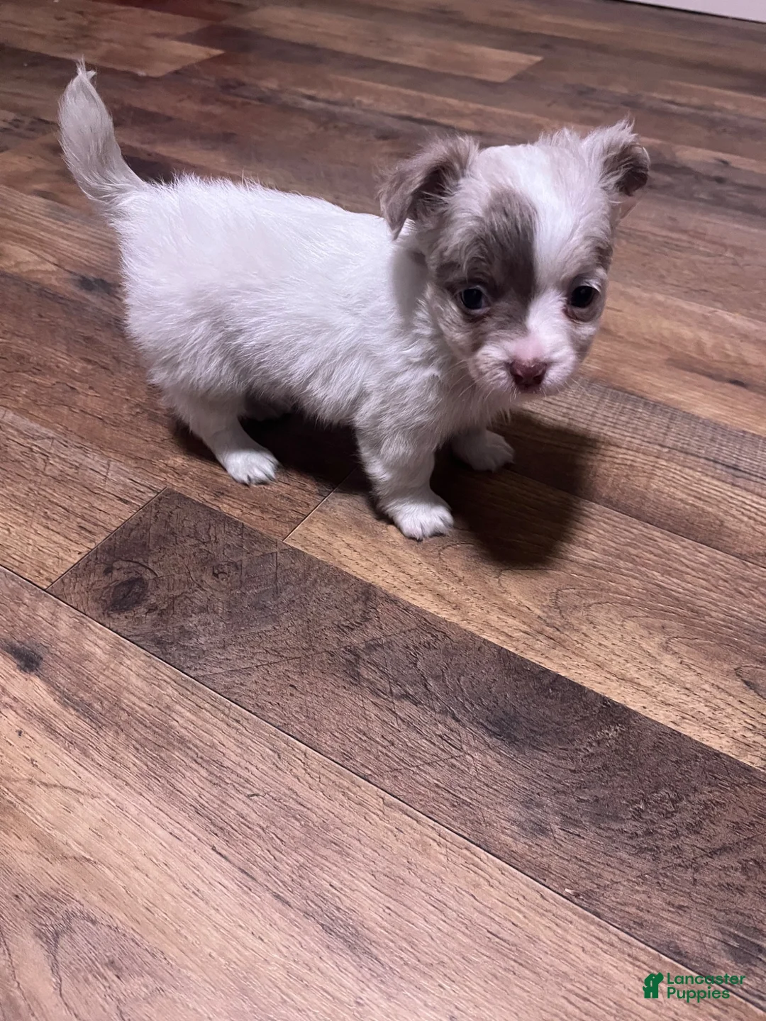 Chihuahua dogs for sale: Chihuahua 2 - Ad 1