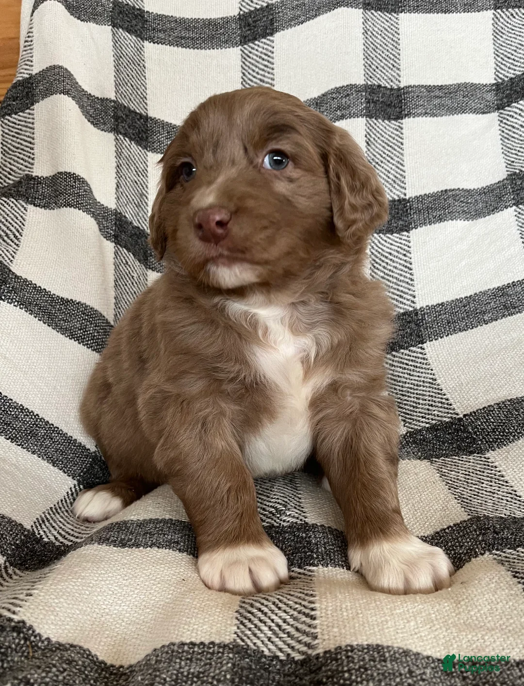 Mixed Breed dogs for sale: Buddy - Ad 3