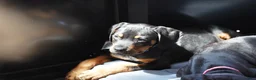 Rottweiler dogs for sale: Romeo - Ad 11