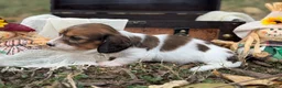 Miniature Dachshund dogs for sale: Red Piebald SILKY - Ad 5