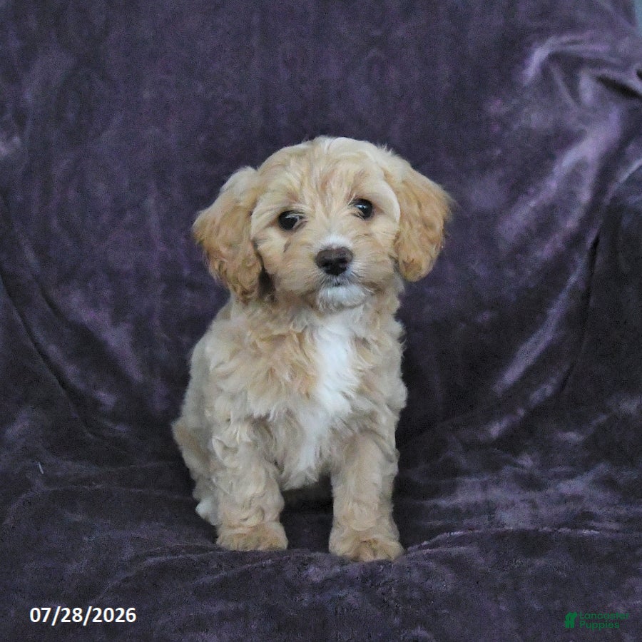 Cockapoo dogs Ruby - Ad 1