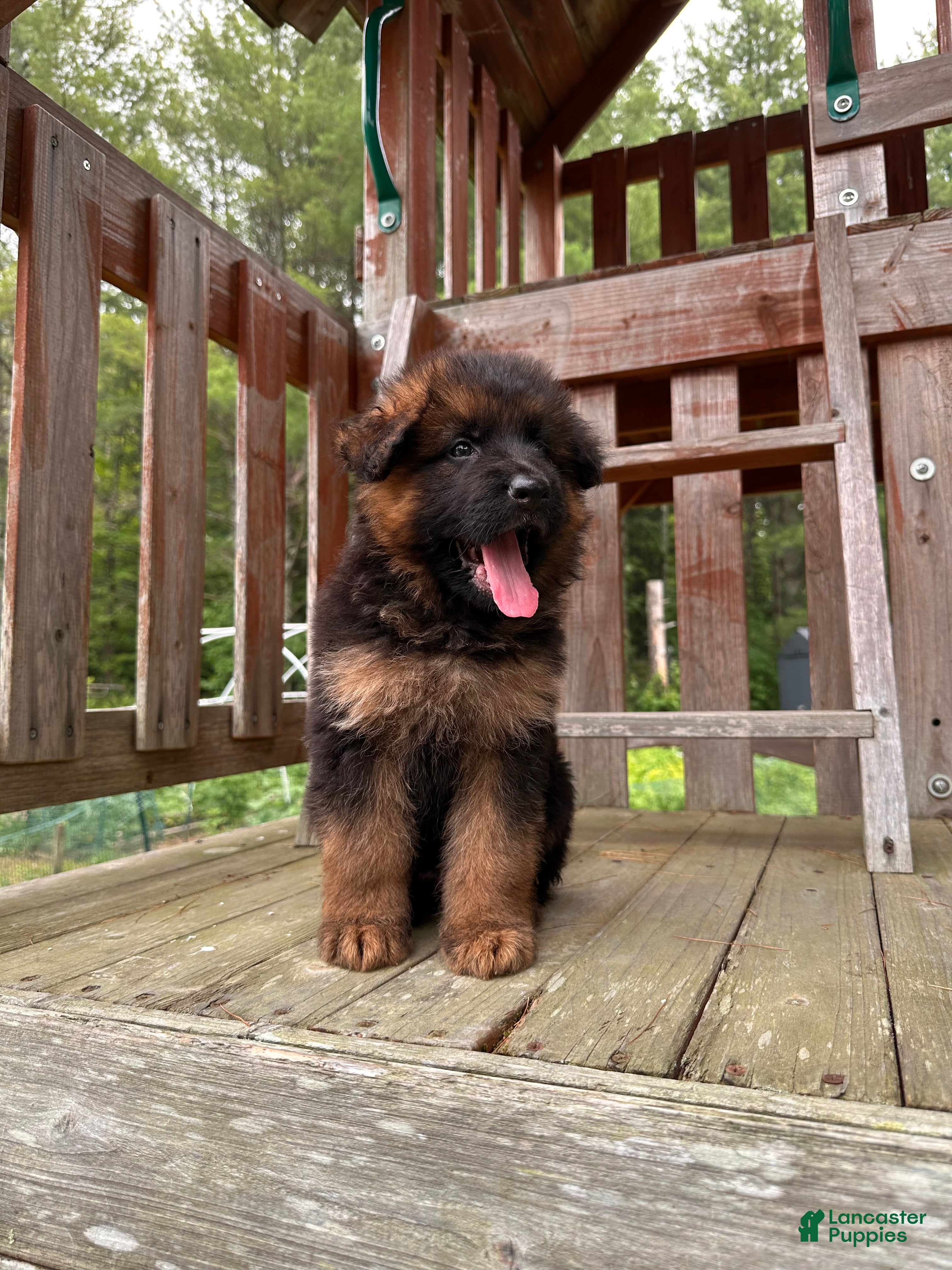 German Shepherd dogs Zeus - Ad 1