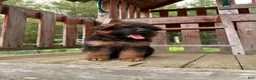 German Shepherd dogs for sale: Zeus - Ad 1