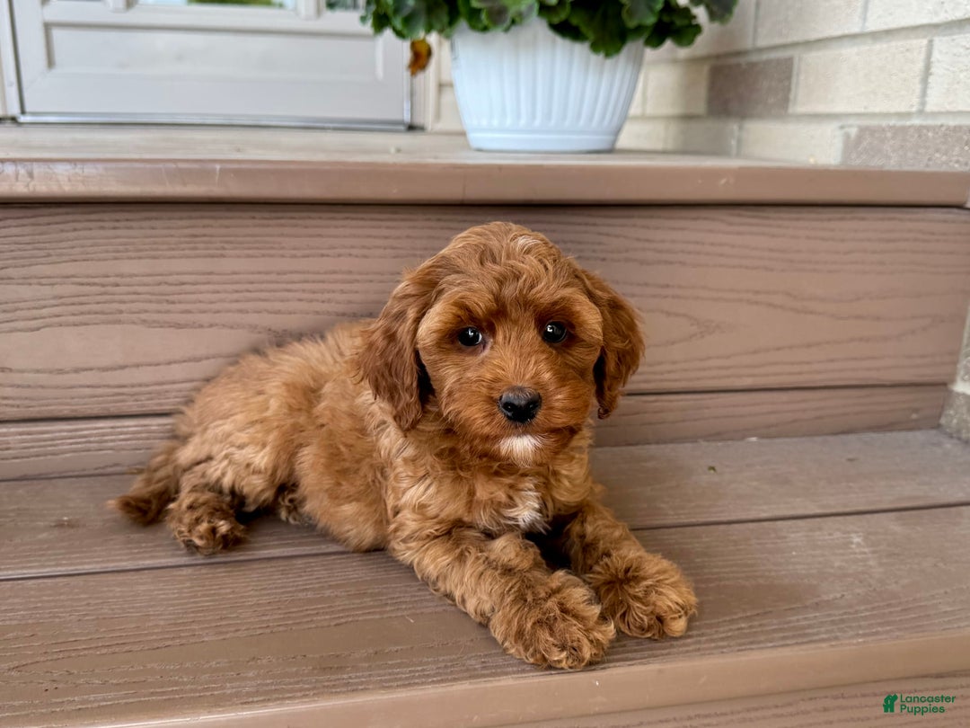 Cockapoo dogs for sale: Samantha - Ad 7