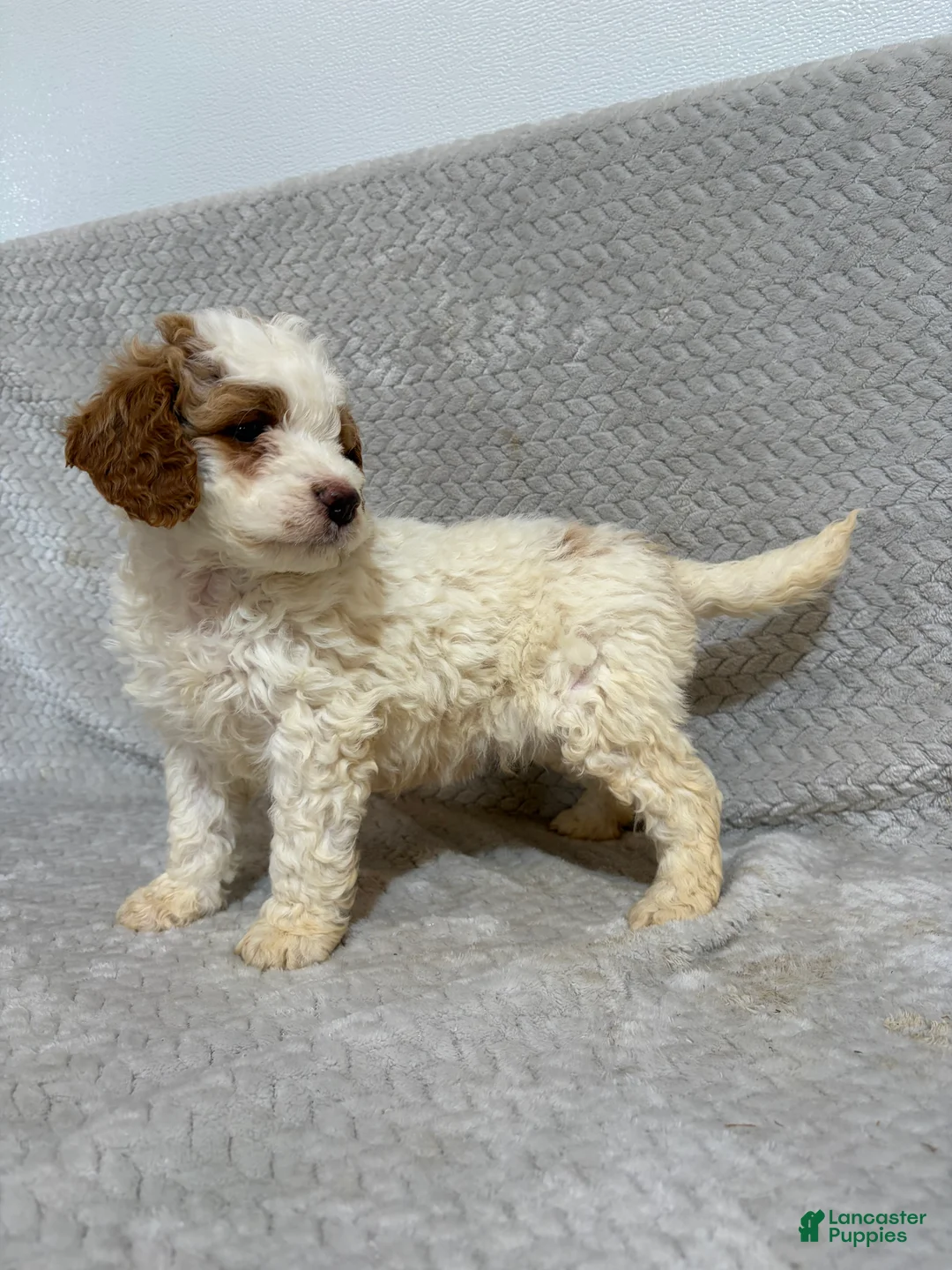 Mini Bernedoodle dogs for sale: Archie - Ad 2